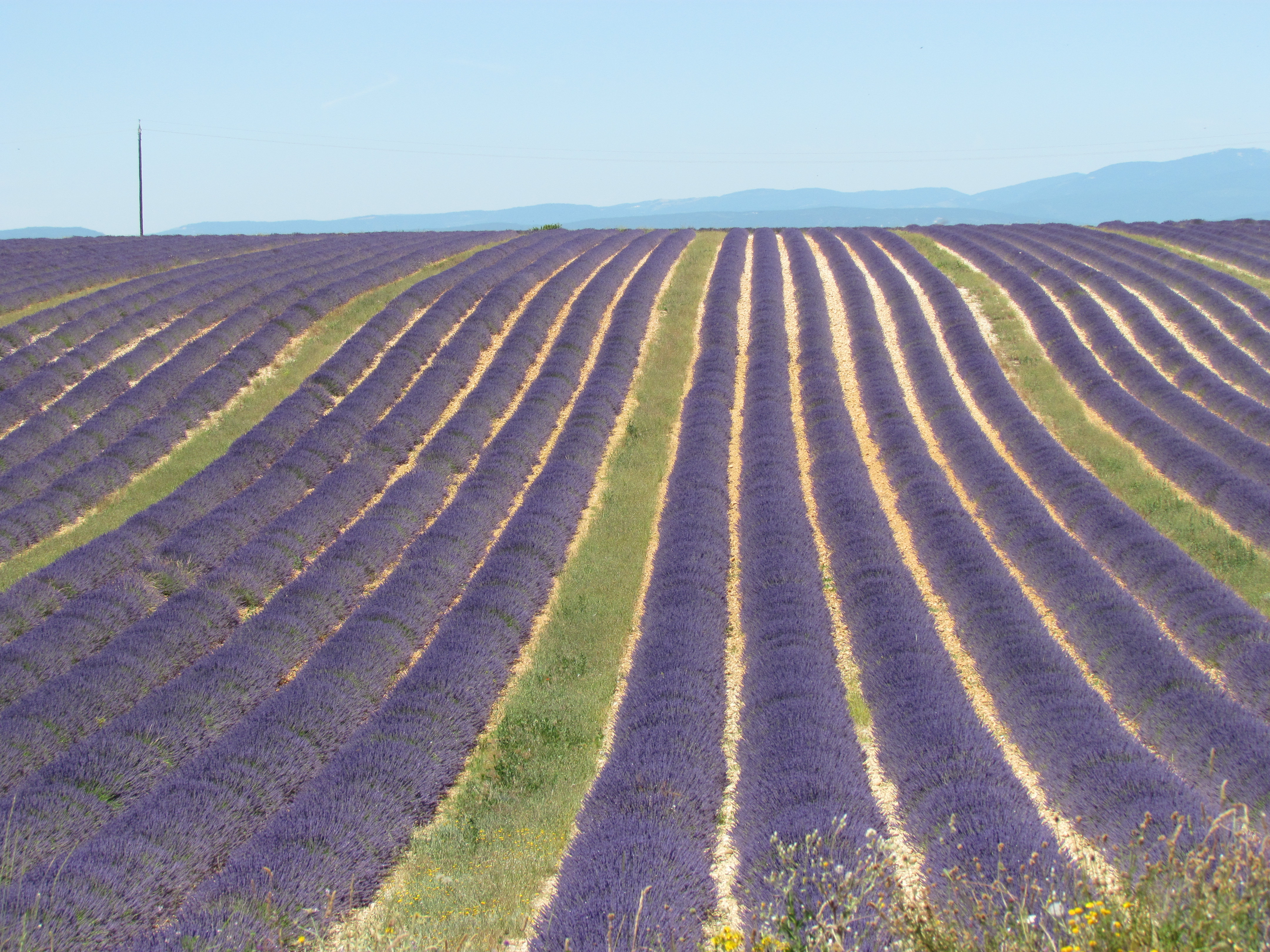 lavanda